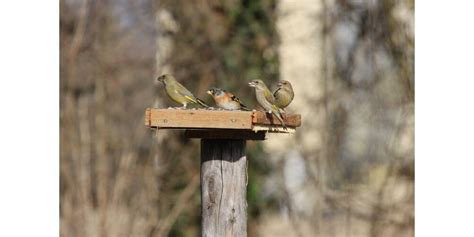 Environnement Eschau nature invite à observer les oiseaux en hiver