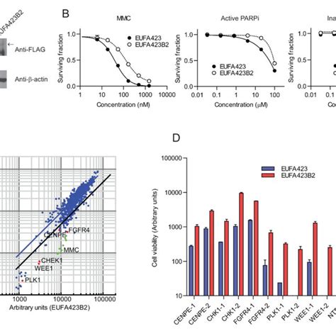 An RNAi Screen To Identify Genes Synthetic Lethal With BRCA2 Deficiency