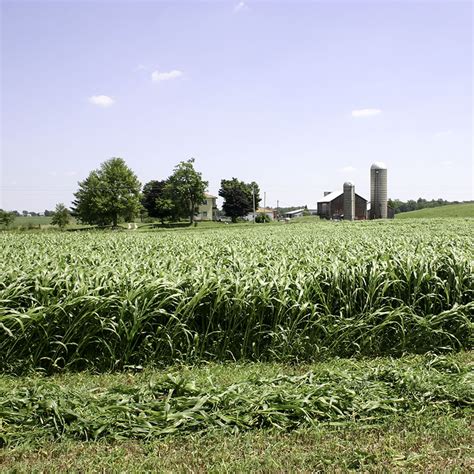 AS6401 BMR Sorghum X Sudangrass Best Forage