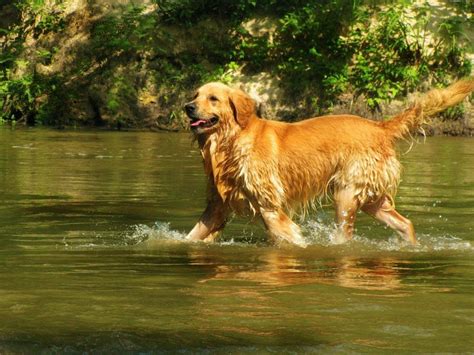 Golden Retriever Alles Over Hondenrassen En Pupp S De Nieuwe Hond