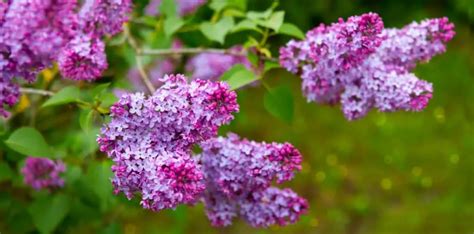 How To Grow Lilacs From Cuttings Gardening Dream