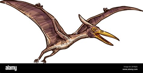 Pterodactyl Isolated Flying Pteranodon Dinosaur Bird Sketch Vector Prehistoric Pterosaur Dino