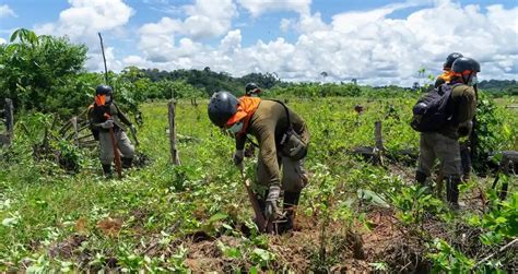 Erradican Más De 20 400 Hectáreas De Cultivos Ilegales De Hoja De Coca En El Alto Huallaga Caretas