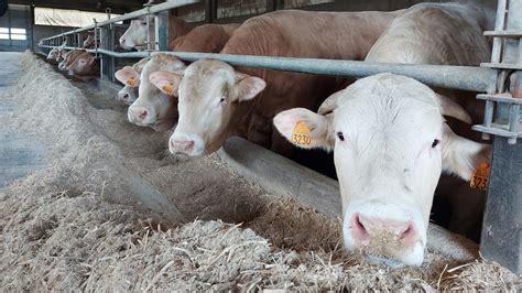 La Blonde d Aquitaine dans lemission Bell Italia in viaggio à la découverte de l
