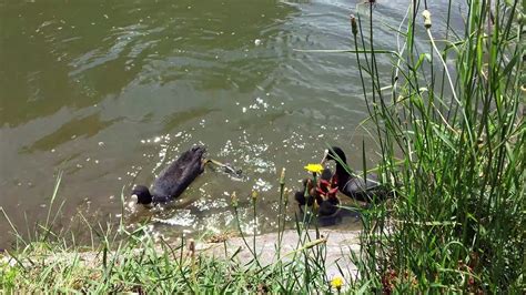 Meerkoet Fulica Atra Foulque Macroule Eurasian Coot