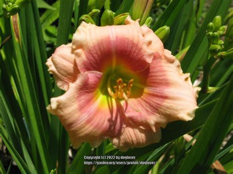 Photo Of The Bloom Of Daylily Hemerocallis Janice Brown Posted By