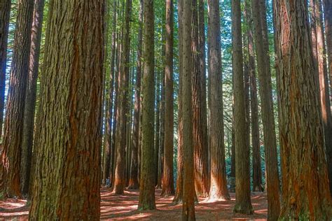 discover  magic   redwoods  otway national park