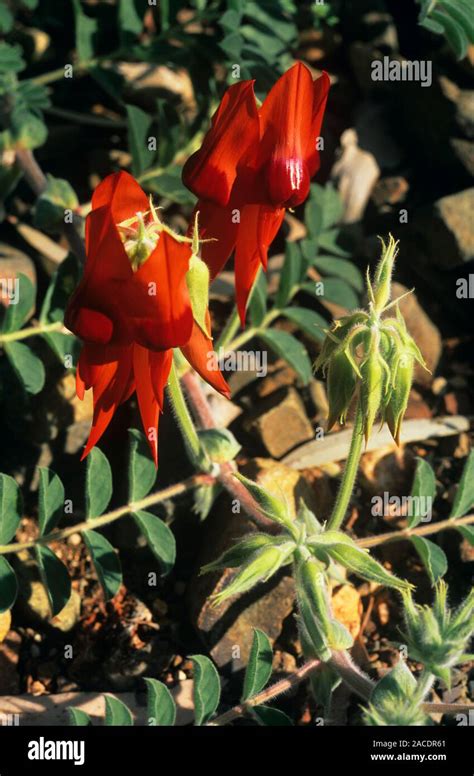 Sturt S Desert Pea Flowers Swainsona Formosa The Flower Of This