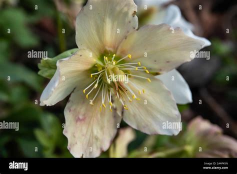 Black Hellebore Flower in Bloom in Winter Stock Photo - Alamy