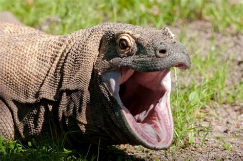Komodo Dragon | The Biggest Animals Kingdom