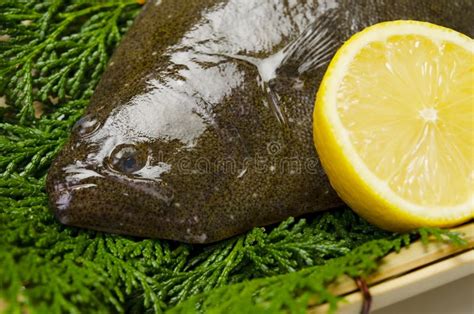 Olive flounder stock photo. Image of flounder, dinner - 23212296