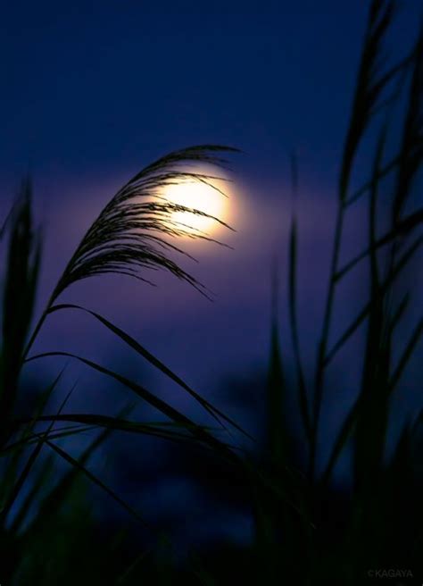 9月10日は中秋の名月🎑 / Twitter | Moonlight photography, Nature photography, Scenery