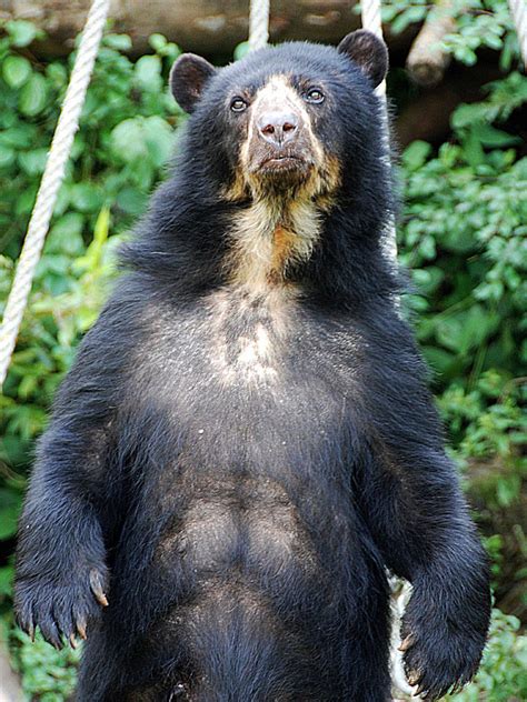 Spectacled Bear Information, Pictures, Facts & Video