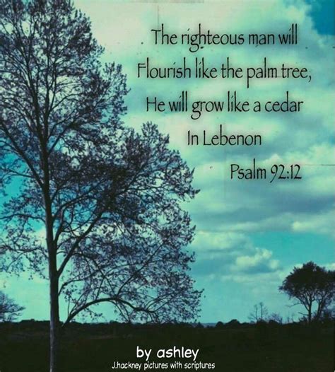 Psalms The Righteous Shall Flourish Like The Palm Tree He Shall