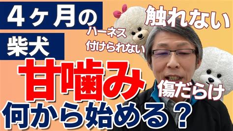 【犬のしつけ】4ヵ月の柴犬。噛みつきと飛びつきがひどい【悩み相談ライブ切り抜き】 Youtube