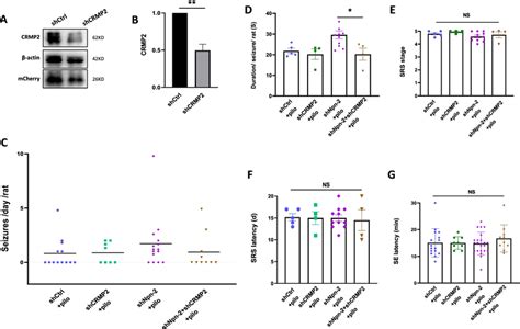 CRMP2 mediates Npn-2 function in regulating seizure activity. A CRMP2 ... 