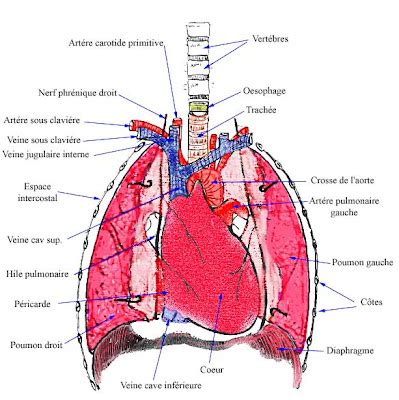 Aeremrespiro Des Schemas Et Encore Des Schemas Anatomie Et Physiologie