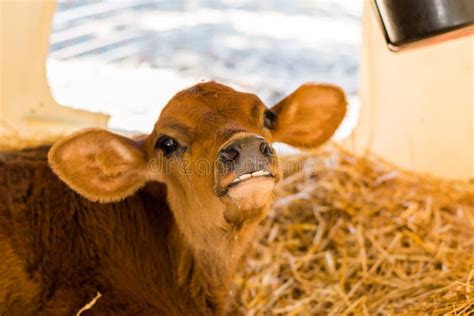 Baby Cows At A Dairy Farm In Central Pennsylvania Stock Image Image