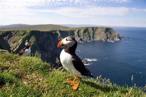 Scottish Islands Explorer Shetlands Birds