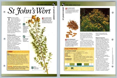 St John S Wort Directory Secret World Of Herbs Fact File Card