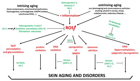 Antioxidants Free Full Text On The Potential Role Of The