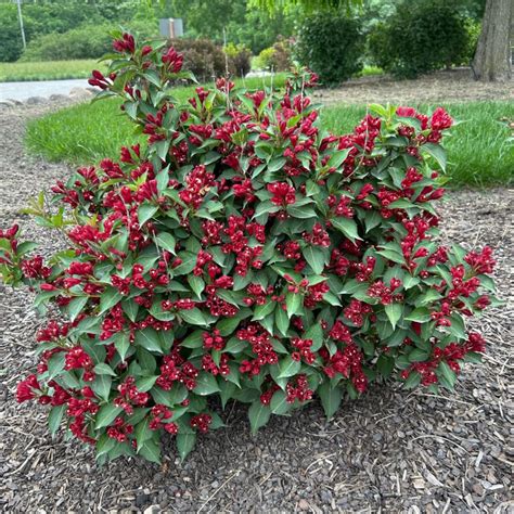 Maroon Swoon Weigela Midwest Groundcovers Llc