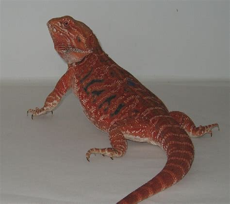 Red Bearded Dragons Dachiu Bearded Dragons