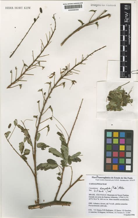 Biancaea Decapetala Roth Odeg Colombian Plants Made Accessible