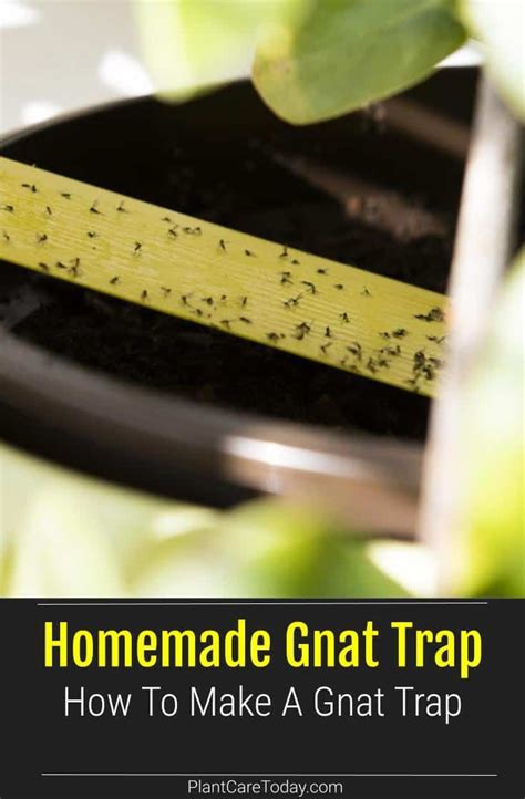 Homemade Gnat Trap How To Make A Gnat Trap Gnat Traps Homemade Gnat