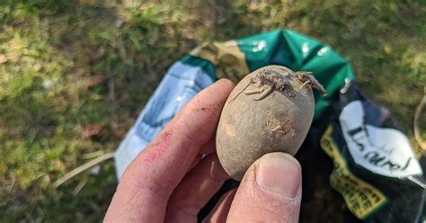 Cultiver Des Pommes De Terre En Sac Plantes Et Jardins Conseils En