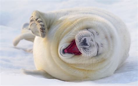 Download Wallpaper 1920x1200 Happy seal snow HD Background