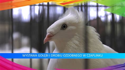 Wystawa Go Bi Rasowych I Drobiu Ozdobnego Youtube