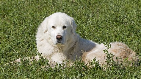 Quel Cane Mi Incute Terrore Non Esco Quasi Mai Di Casa E Mi Sento Una