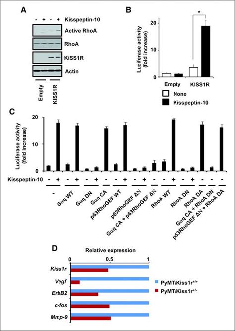 Haploinsufficiency In The Prometastasis Kiss1 Receptor Gpr54 Delays