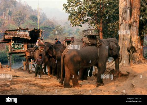 Thailandia Elefanti Che Attraversano Il Fiume Pai La Mattina Presto