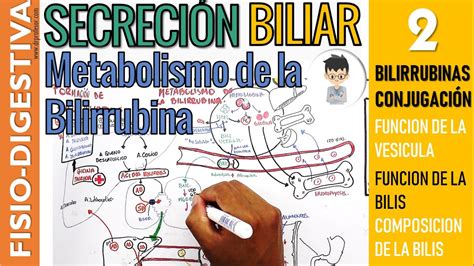 Metabolismo De Las Bilirrubinas Fisiolog A Biliar Funciones De La