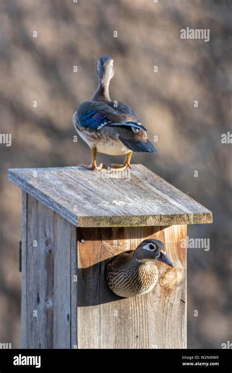 Wood Duck Nesting Behavior Eggs Location Faqs Birdfact