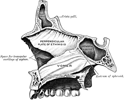 Vomer | ClipArt ETC