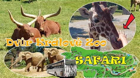 Zoo Dvur Kralove Zoo Dvůr Králové safari park zoo safari w