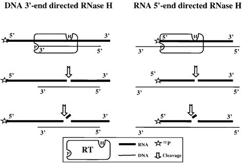 Substrates Used To Measure Dna End And Rna End Directed Rnase H