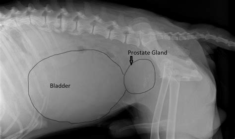 What Causes Prostate Enlargement In Dogs