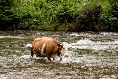 Vaca regando en el río fotografía de animales Foto Premium