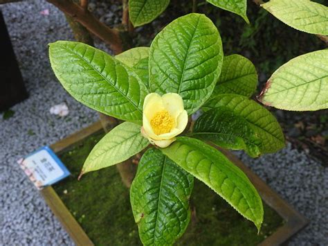 Camellia Petelotii Var Petelotii Plants Of The World Online Kew