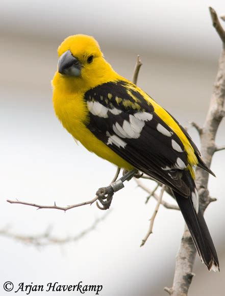 Yellow Grosbeak - Species Information and Photos