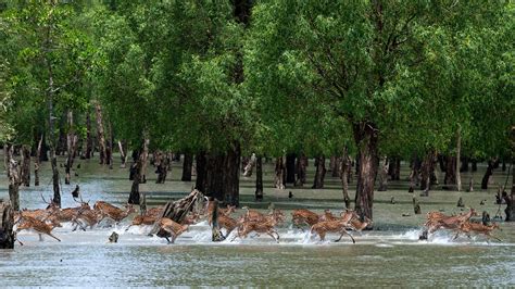 Visit The Sundarbans In Bangladesh And India