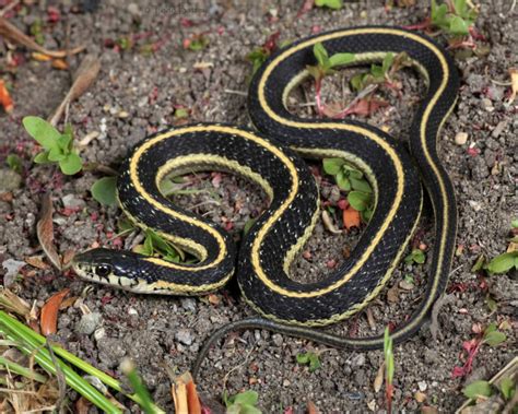 Hinterland Whos Who Western Garter Snake