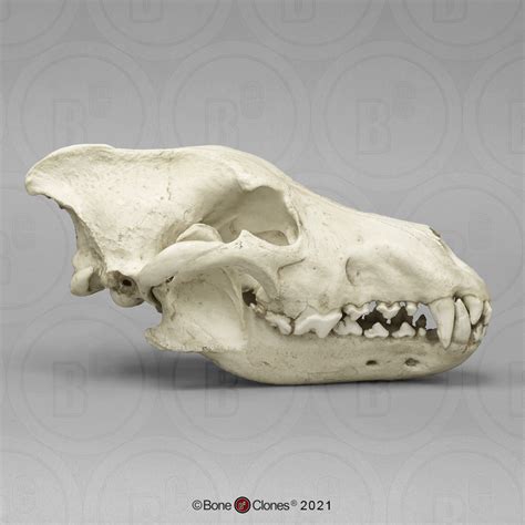 Dire Wolf Skull Antique Finish Bone Clones Osteological Reproductions