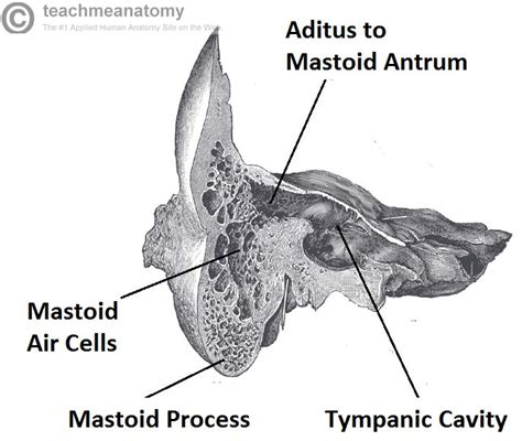 The Middle Ear - Parts - Bones - Muscles - TeachMeAnatomy