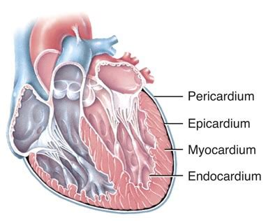 Cardiovascular system Flashcards | Quizlet