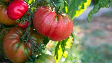 5 Tips for Growing Really Big Tomatoes